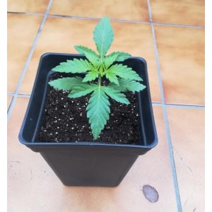 Eleven Roses. Photo 3 Eleven Roses. Photo 3